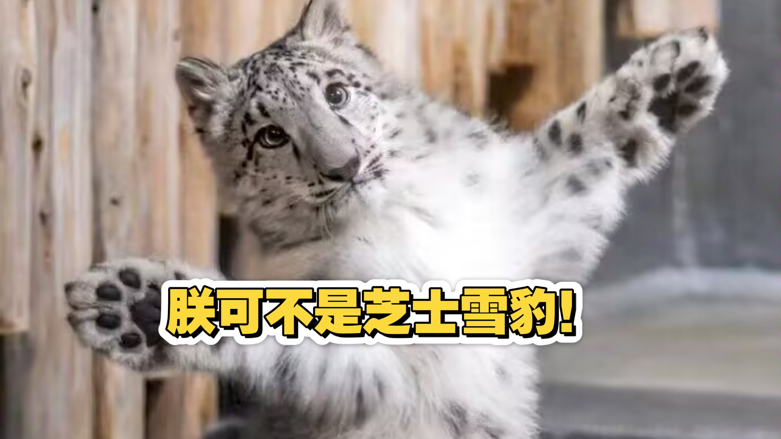 克拉玛依天山雪豹实力不俗，目标冲超的简单介绍